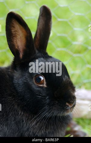 Black rabbit, close-up Banque D'Images