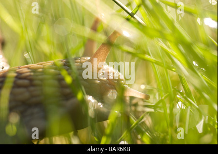 Bourgogne, romaine ou escargots (Helix pomatia), Banque D'Images