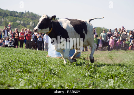 Les vaches juste d'être libéré pour le printemps, beaucoup de peopels regarder cet événement. Un nouvel espace culturel en Suède Banque D'Images