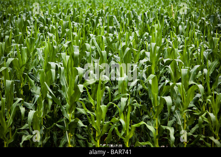 L'agriculture de plantation de maïs BR 163 route de l'État du Mato Grosso au Brésil Banque D'Images