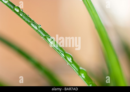 Close-up de gouttelettes d'eau sur un brin d'herbe Plante Banque D'Images