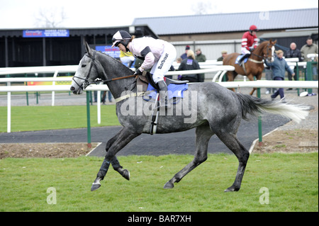 Laissant à cheval paddock Courses UK Sedgefield Banque D'Images