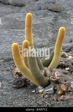 Cactus Brachycereus nesioticus, lave, Cactaceae, Punta Espinosa, Fernandina (Narborough) Island, îles Galapagos, Equateur Banque D'Images