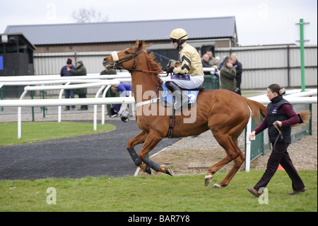 Laissant à cheval paddock Courses UK Sedgefield Banque D'Images