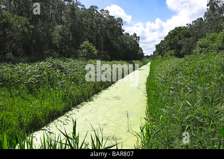 Digue de drainage en Holme Fen nature reserve qui est le point le plus bas en Grande-Bretagne se trouvant à l'extrémité ouest de l'East Anglia Banque D'Images