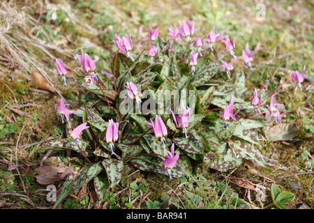 Dent de chien VIOLET Erythronium dens canis plante en fleur Banque D'Images