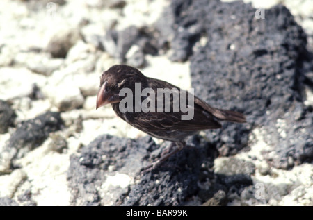 Îles Galapagos. Grand Rez-de Finch. Femme adulte sur Tower Island. Banque D'Images
