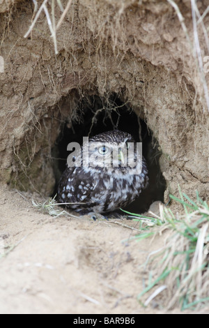 Chouette chevêche Athene noctua à entrée à nicher dans des terriers de lapin Banque D'Images