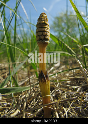 Equisetum arvense, une tige de prêle des champs fertiles Banque D'Images