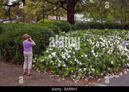 Dame prend des photos de la floraison des azalées à Savannah en Géorgie du Sud de l'Amérique Etats-unis USA Banque D'Images