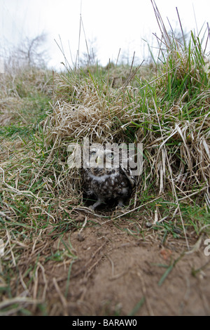 Chouette chevêche Athene noctua, à l'entrée du terrier de nidification Banque D'Images