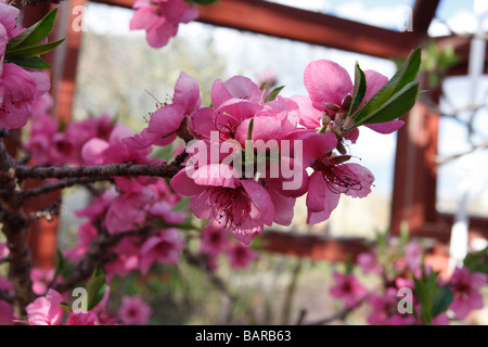 Le Pêcher Prunus persica CLOSE UP OF FLOWERS Banque D'Images