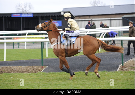 Laissant à cheval paddock Courses UK Sedgefield Banque D'Images