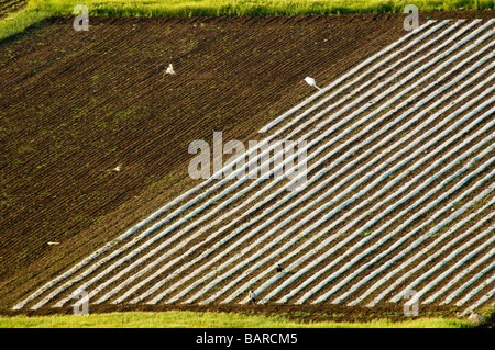 Israël Cisjordanie Champs agricole de la vallée de Dotan Samarie Banque D'Images