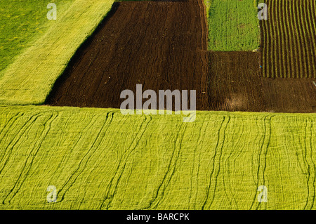 Israël Cisjordanie Champs agricole de la vallée de Dotan Samarie Banque D'Images