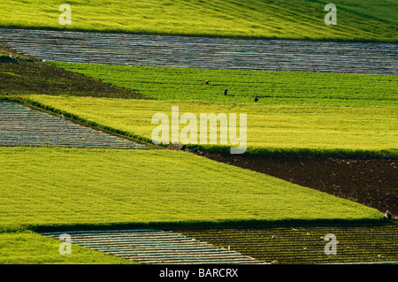 Israël Cisjordanie Champs agricole de la vallée de Dotan Samarie Banque D'Images