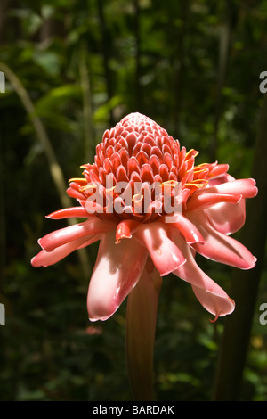 Barbade - Fleur de gingembre de la flamme dans la Forêt de Fleurs Banque D'Images