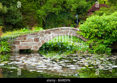 Un jardin de pierres pont sur un étang avec des arbres à acer japonais Ness Botanical Gardens de Ness, Cheshire Banque D'Images