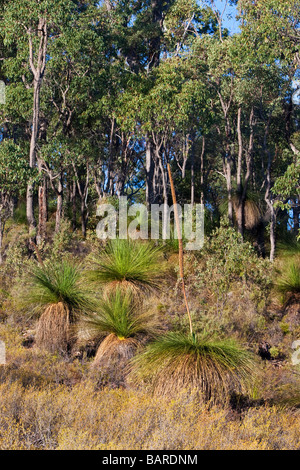 Un grasstree (Xanthorrhoea preissii. aka balga, formellement comme blackboy) croissant dans la brousse, dans les collines de Perth. Banque D'Images