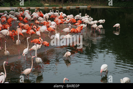 Flamant rose près de la rivière ayant reste dans un zoo. Il y a le blanc flamingo aussi. Certains sont dans l'eau, d'autres sur la banque Banque D'Images