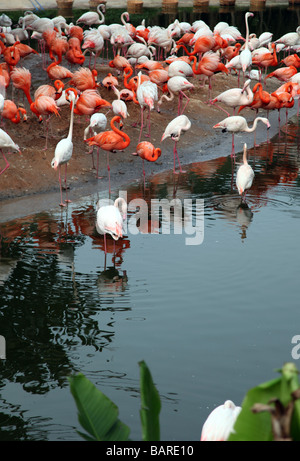 Flamant rose près de la rivière ayant reste dans un zoo. Il y a le blanc flamingo aussi. Certains sont dans l'eau, d'autres sur la banque Banque D'Images