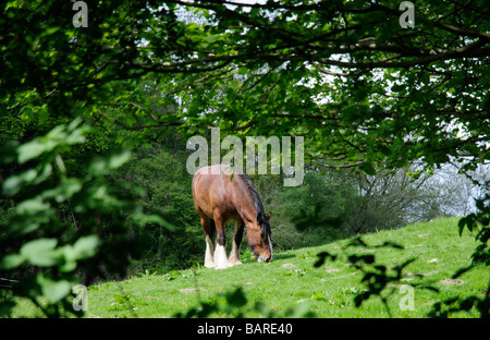 Shire Horse paissant dans la campagne anglaise Banque D'Images