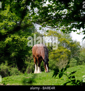 Shire Horse paissant dans la campagne anglaise Banque D'Images