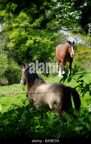 Shire Horse paissant dans la campagne anglaise Banque D'Images