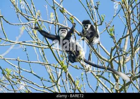 Femelle avec jeune singe colobus noir et blanc (Colobus guereza occidentalis) captif, Portlymyne Wild Animal Park, Royaume-Uni Banque D'Images