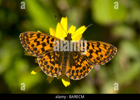 Weaver s Fritillary Butterfly Banque D'Images