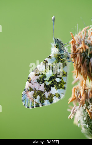 Anthocharis cardamines. Astuce Orange papillon dans la campagne anglaise sur une fleur d'herbe. UK Banque D'Images