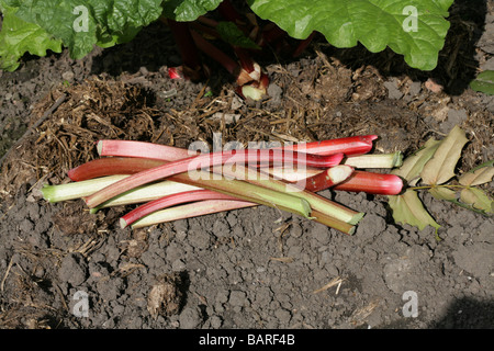 La rhubarbe fraîchement cueillies à partir d'un jardin de Cheshire, Angleterre Banque D'Images