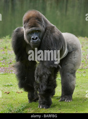 Gorille des basses terres de l'ouest (Gorilla g. gorilla), mâle adulte, captive, parc animalier de Port Lympne, Kent, Royaume-Uni Banque D'Images