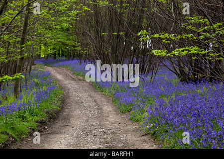 North Downs Way dans le Kent UK fleurs jacinthes Banque D'Images