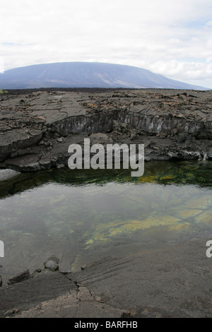 Pahoehoe Lava Flow, Punta Espinoza, Fernandina (Narborough) Island, îles Galapagos, Equateur, Amérique du Sud. La Cumbre Vulcano Banque D'Images
