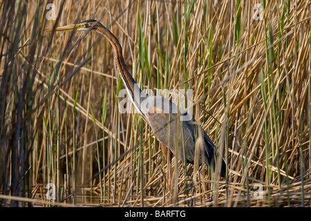 Portrait de héron pourpré Ardea purpurea Banque D'Images