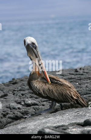 Pélican brun Pelecanus occidentalis, Pelecanidae,, Punta Espinoza, Fernandina (Narborough) Island, îles Galapagos, Equateur Banque D'Images