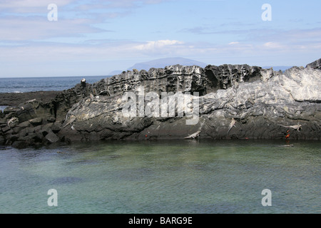 Iguanes marins, Punta Espinoza, Fernandina (Narborough) Island, îles Galapagos, Equateur, Amérique du Sud Banque D'Images