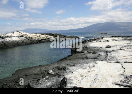 Punta Espinoza, Fernandina (Narborough) Island, îles Galapagos, Equateur, Amérique du Sud Banque D'Images