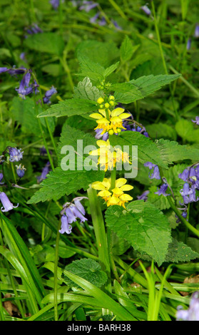 Scrofulaire noueuse Scrophularia vernalis jaune poussant dans une forêt du sud de l'Angleterre UK Banque D'Images