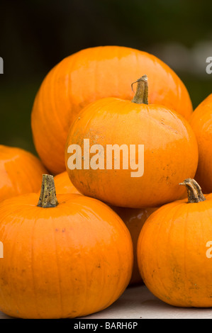 Citrouilles d'automne pour la vente sur un dessus de table Banque D'Images