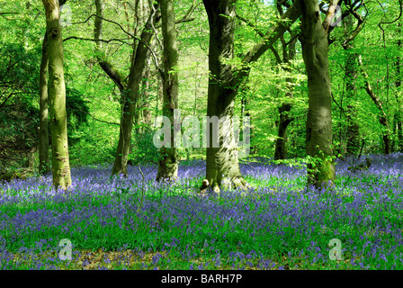 Sur bois Bluebell North Downs, Surrey Banque D'Images