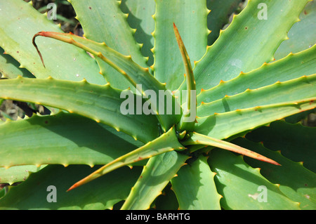 Plante d’Aloe vera Banque D'Images