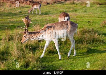 Daims dans Bradgate Park, dans la banlieue de Leicester UK Banque D'Images