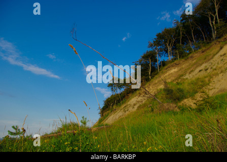 Brins d'herbe avec Cliff et ciel bleu en arrière-plan. Wiselka, Pologne, mer Baltique. Banque D'Images