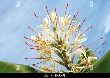 Ginger Hedychium spicatum (Lily), close-up Banque D'Images