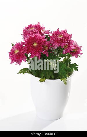 Fleurs de chrysanthème (Chrysanthemum indicum) en pot de fleurs Banque D'Images