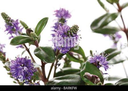 Usine de Hebe abloom, close-up Banque D'Images