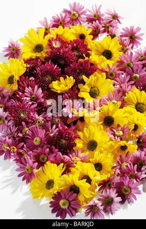 Bouquet de fleurs de chrysanthème (Chrysanthemum indicum), elevated view Banque D'Images