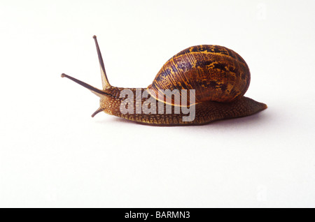 Escargot commun Banque D'Images